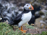 Puffin on the edge of cliff with rocky background