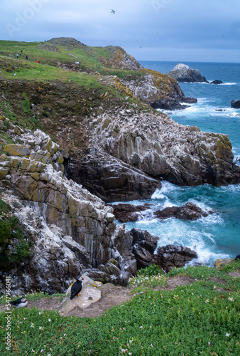 Landscape of the cliffs with puffins and waves on Saltee Islands, Ireland