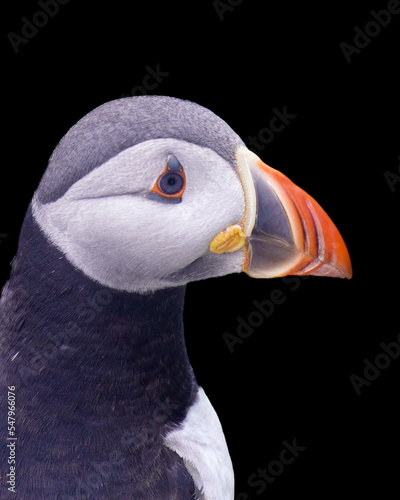 Puffin portrait (headshot) on the black background