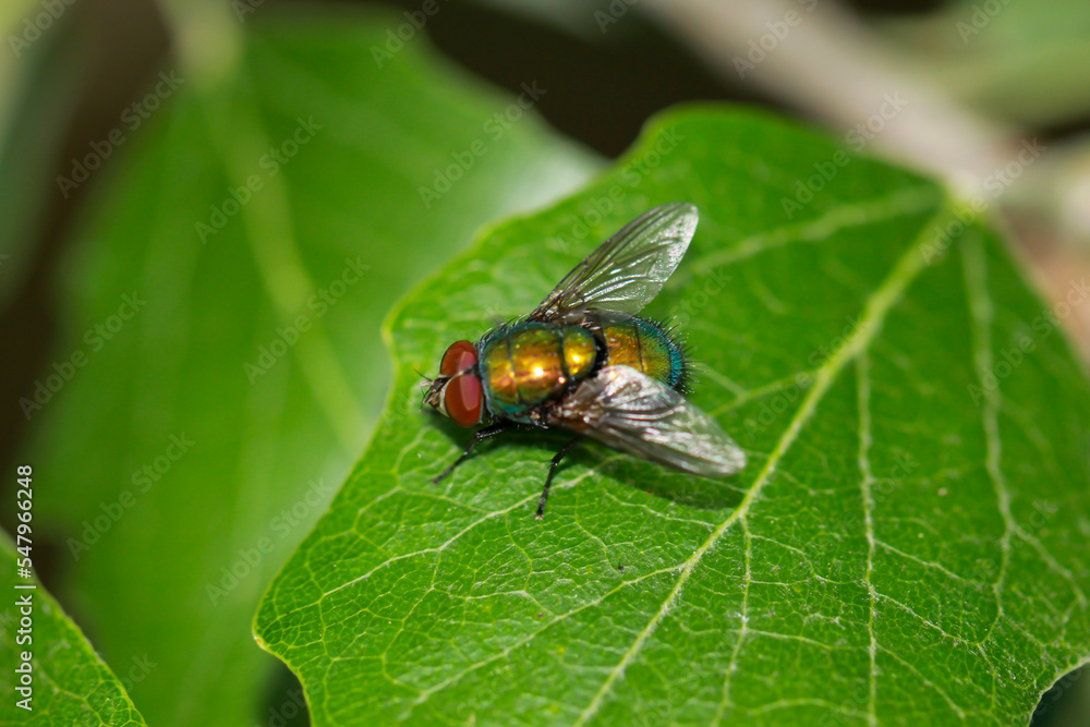 Eine Fliege, Goldfliege unbest. (Lucila spec.) auf einem Baumblatt. Eine Fliege, Goldfliege unbest. (Lucila spec.) auf einem Baumblatt.