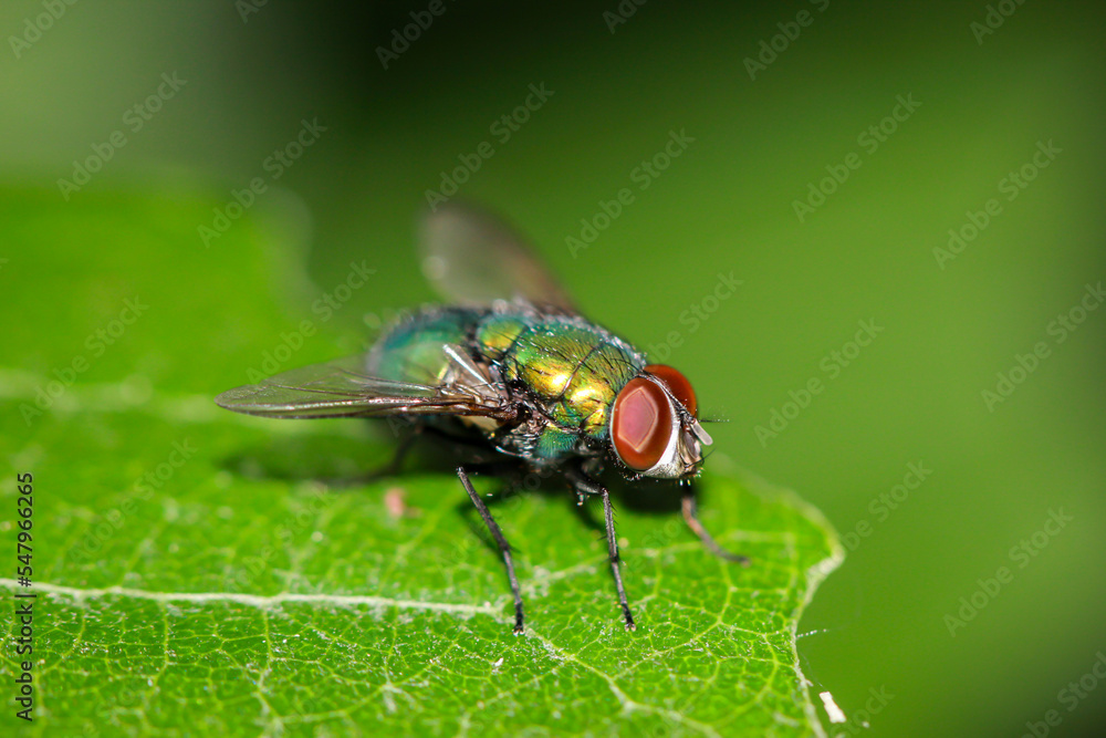Eine Fliege, Goldfliege unbest. (Lucila spec.) auf einem Baumblatt. Eine Fliege, Goldfliege unbest. (Lucila spec.) auf einem Baumblatt.