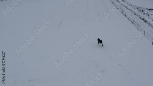 Playful horse in winter lanscape on a ranch. High quality 4k footage