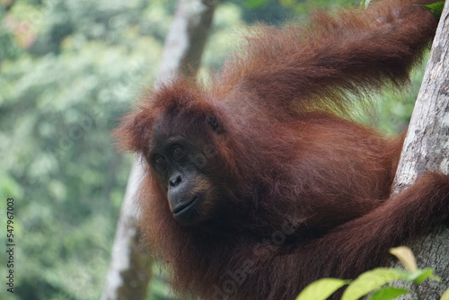 Sumatran Orangutan © Emma