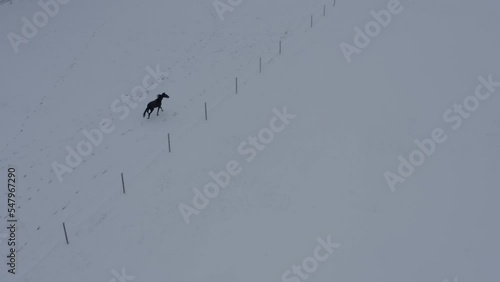 Playful horse in winter lanscape on a ranch. High quality 4k footage