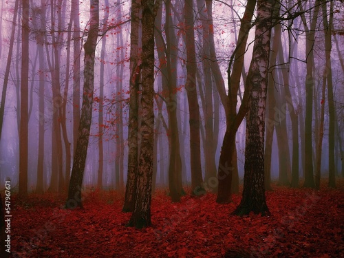Dreamy autumn forest in thick fog, magical atmosphere. Colorful mystic landscape. Moody woods with fallen leaves.