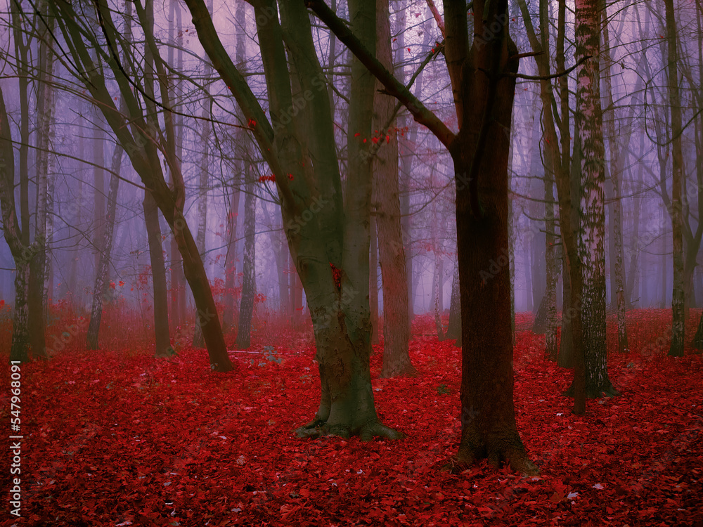 Paranormal autumn forest in the morning fog. Red mystical forest in late autumn. Strange gloomy woods.