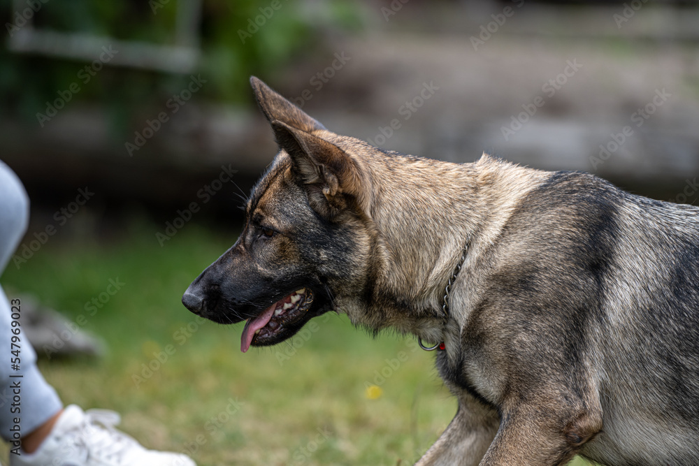 A profile picture of a young happy German Shepherd. Sable-colored working line breed A profile picture of a young happy German Shepherd. Sable-colored working line breed