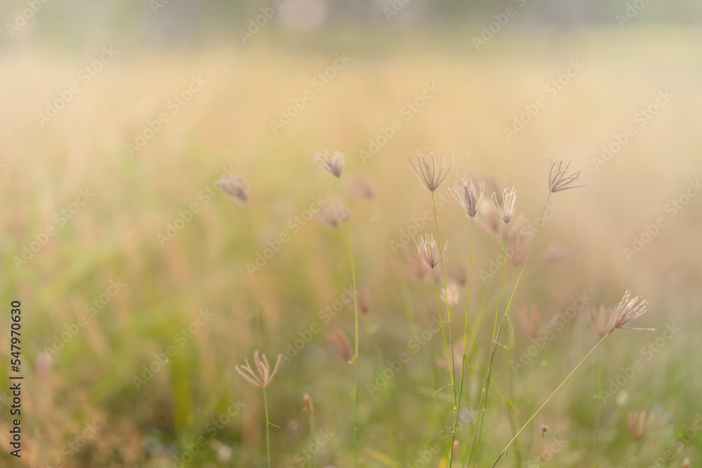 Flowers grass