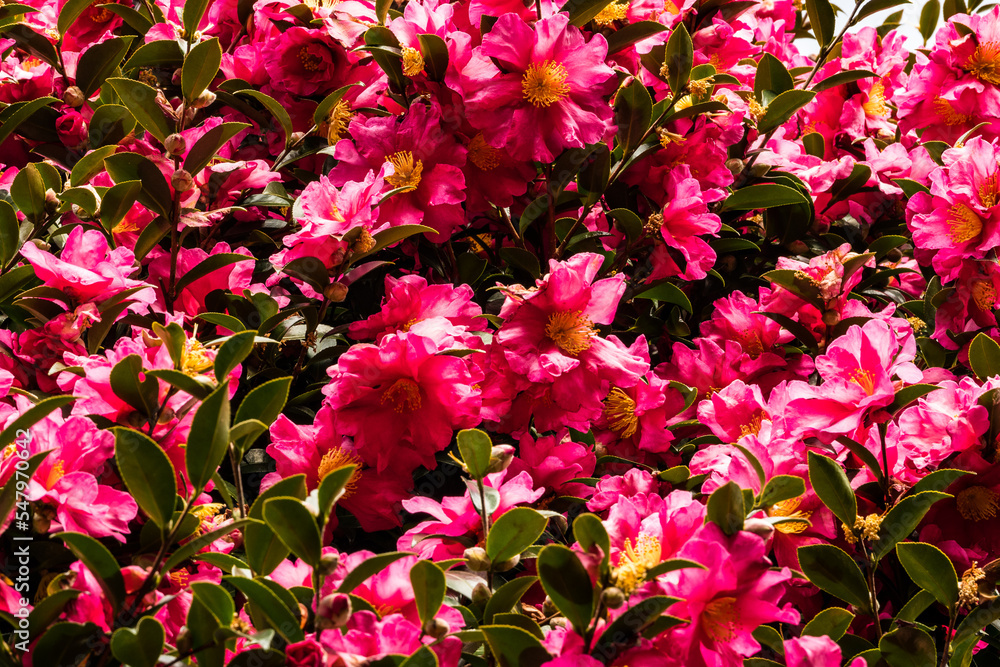The winter flower camellia is in full bloom The winter flower camellia is in full bloom