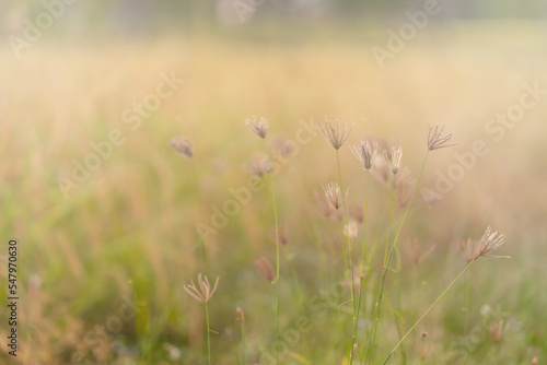 Flowers grass © Sakorn