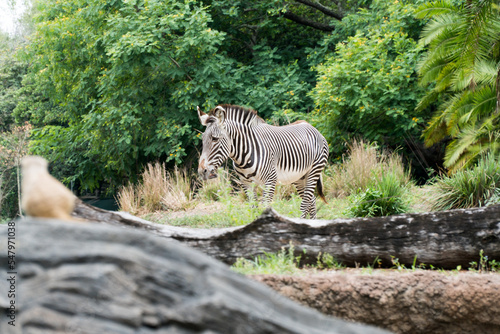 Zebra in the Woods