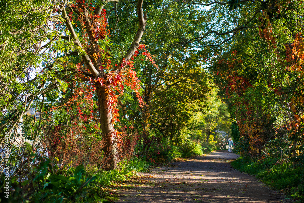 Fototapeta premium autumn along the trail