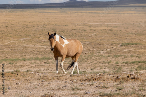 Wild Horse in Summer in teh Utah Desert
