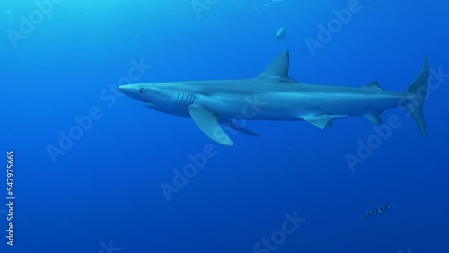 Wallpaper Mural Requin bleu Torontodigital.ca