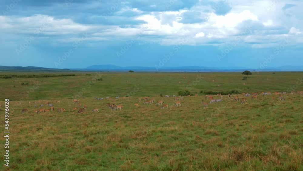a large herd of impalas feeding in the african grasslands. wide shot a large herd of impalas feeding in the african grasslands. wide shot