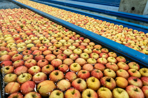 Obraz na plátne Fresh Apples Washing and Sorting in Apple Flumes in Fruit Packing Warehouse