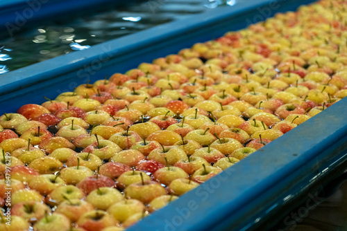 Fresh Apples Moving Through Water in Apple Flumes in Fruit Packing Warehouse. Apples Being Washed, Sorted and Transported in Water Tank Conveyor. Postharvest Management of Apples. photo