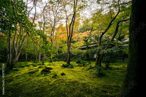 京都 鮮やかな緑に包まれた秋の祇王寺