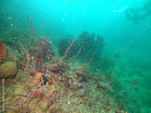 Fototapeta Naklejka Na Ścianę i Meble -  coral reef scuba diving underwater world