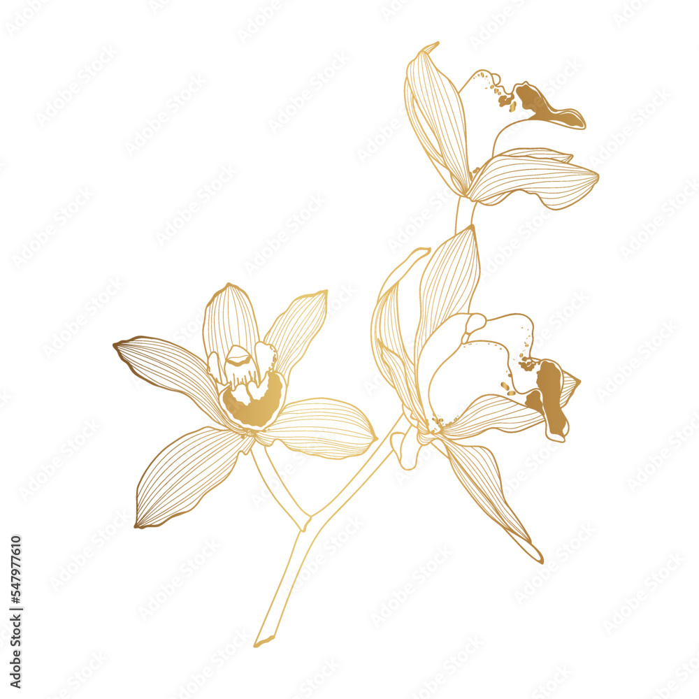 Golden Line Orchids Cymbidium Flowers branch. Flora and Isolated Botany Plant with Petals. Tropical exotic line flower illustration.
