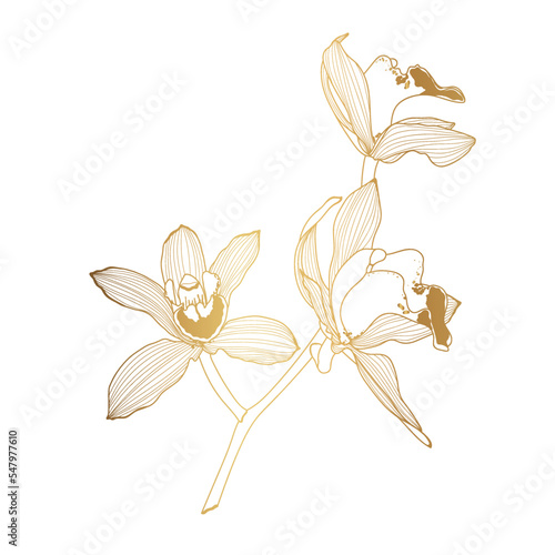 Golden Line Orchids Cymbidium Flowers branch. Flora and Isolated Botany Plant with Petals. Tropical exotic line flower illustration.