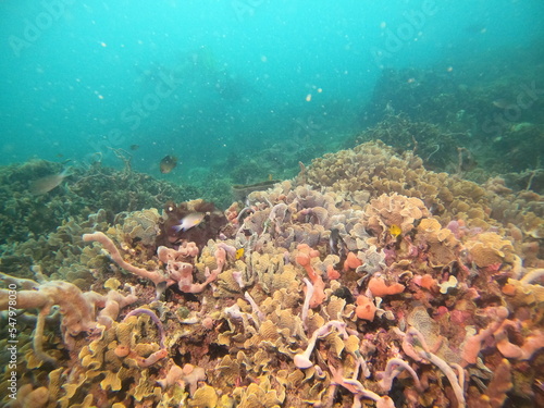 coral reef scuba diving underwater world © Enrique
