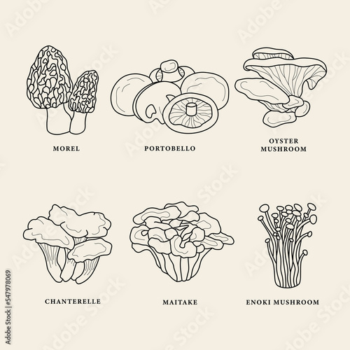 Set of line art edible mushrooms photo