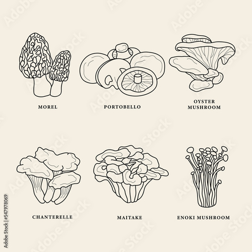 Set of line art edible mushrooms
