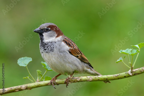 Male House Sparrow close up on a branch green background photo