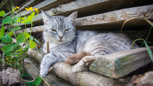 In the summer afternoon in the village on the grass near the boards lies a gray cat.