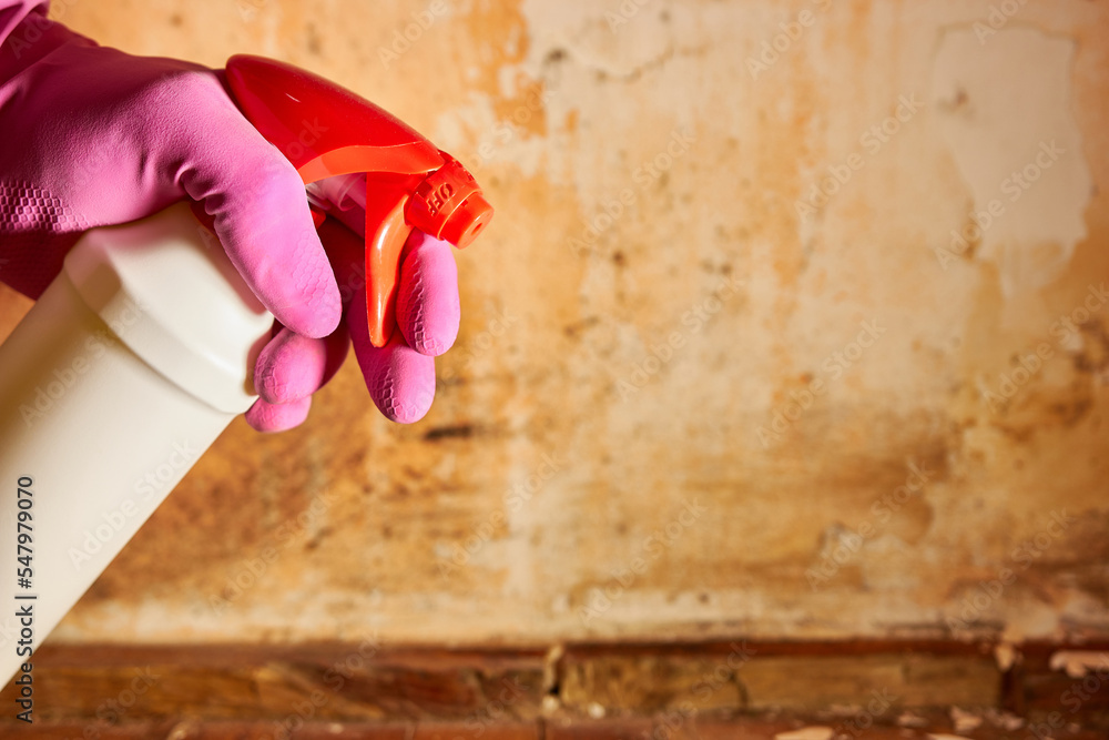 Chlorine is sprayed on a wall affected by mold and fungus. Fight