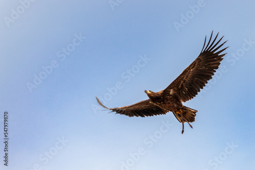 aigle