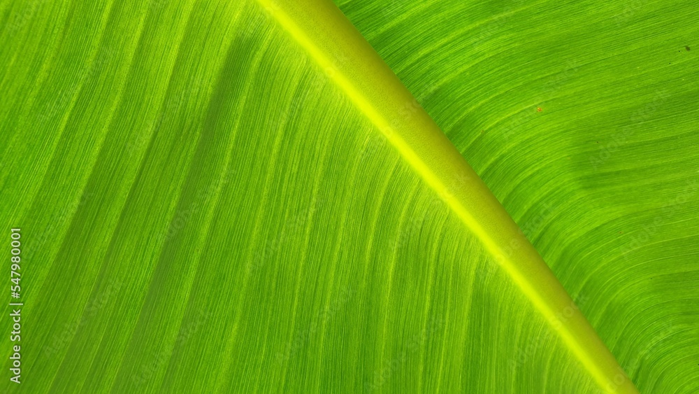 Texture of banana leaf, Nature Backgrounds. Texture of banana leaf, Nature Backgrounds.