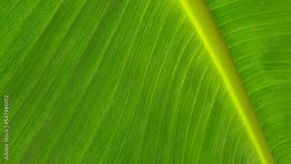 Texture of banana leaf, Nature Backgrounds. Texture of banana leaf, Nature Backgrounds.