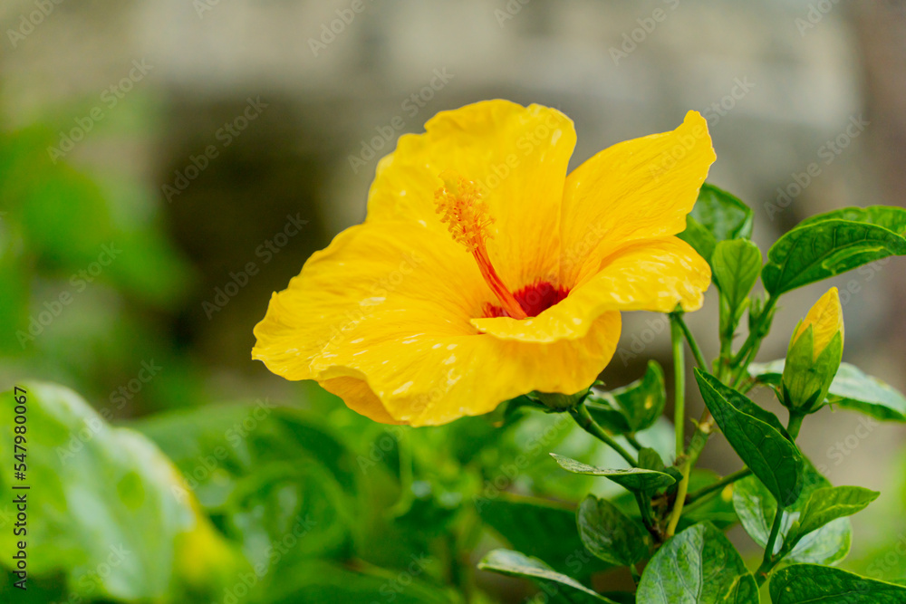A big yellow flower. Asia, Vietnam, low season. A big yellow flower. Asia, Vietnam, low season.