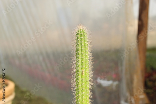 Selective focus shot of a eulychnia cactus photo