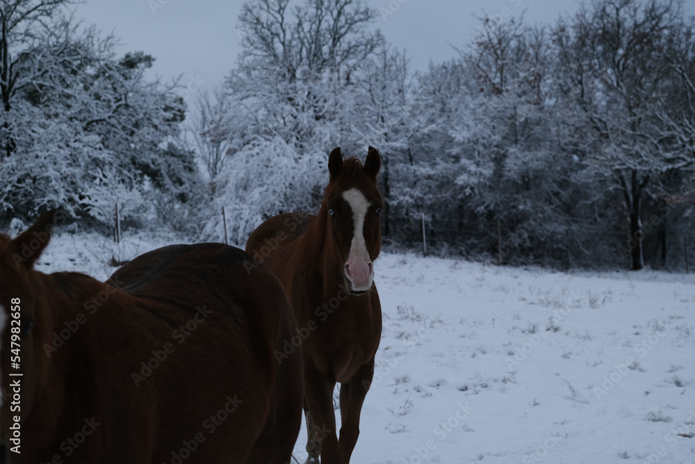 Horses in winter snow weather on Texas farm in dark morning light. Horses in winter snow weather on Texas farm in dark morning light.