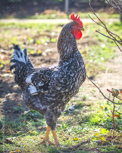 Poultry chicken - rooster