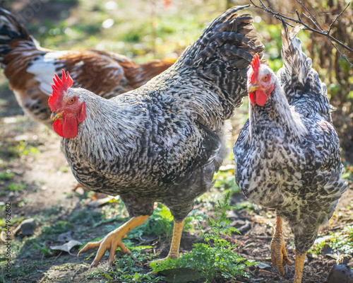 Poultry chicken - rooster