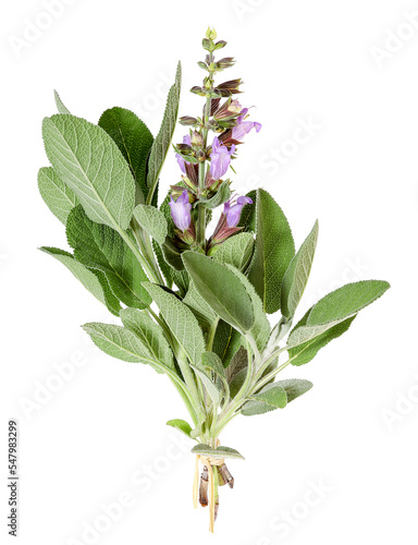 Common sage with blossoms, transparent background photo