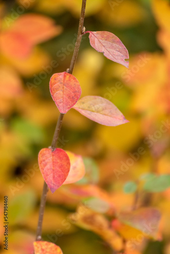 Autumn colorful vibrant leaves branch close-up with blurred nature background. Autumnal forest in orange and yellow colors