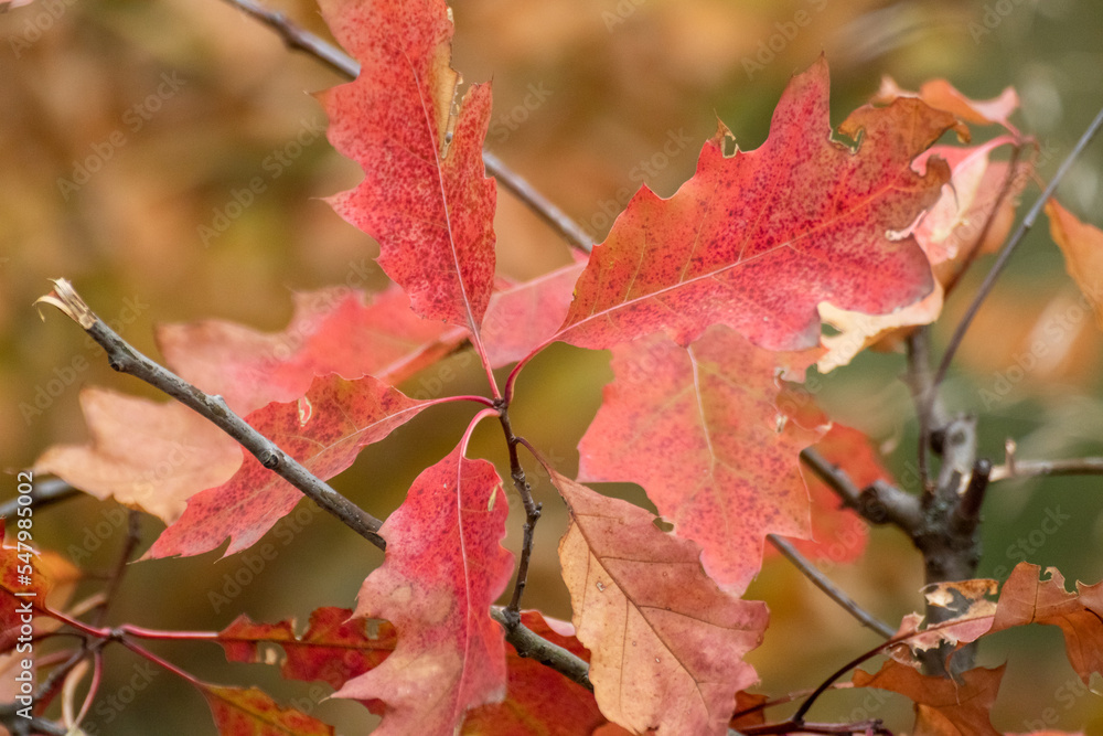 Red oak tree branch with autumn leaves close-up. Natural autumnal vibrant background Red oak tree branch with autumn leaves close-up. Natural autumnal vibrant background