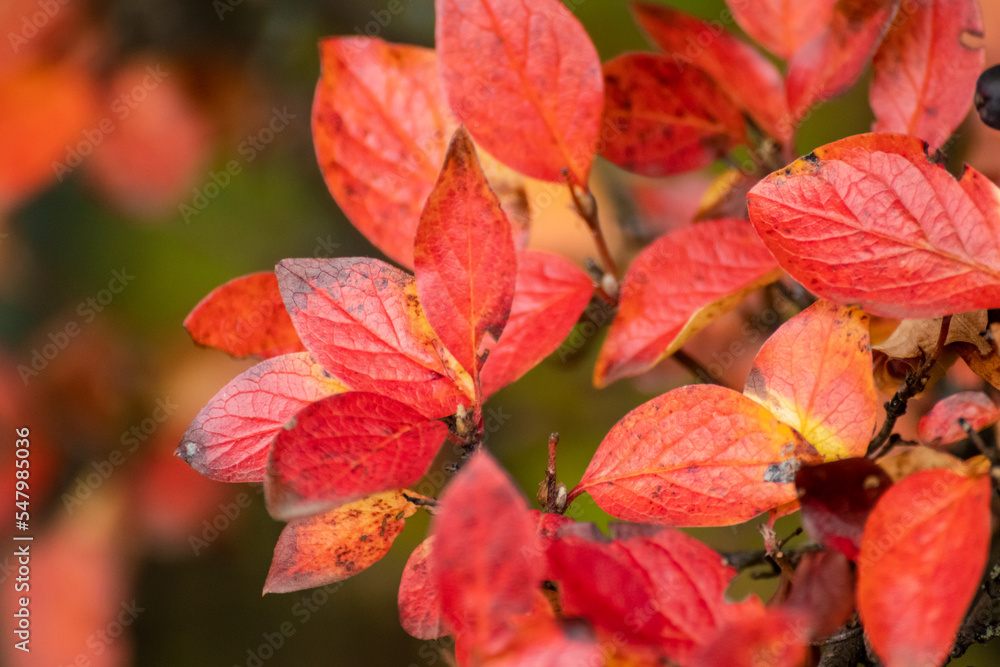 Autumn red vibrant leaves close-up bush with blurred background. Autumnal forest mood nature details
