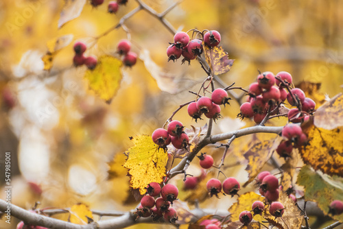 Red hawthorn berries on a branch with yellow autumn leaves and blurred background. Colorful autumnal close-up