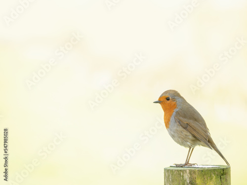 Robin - Erithacus rubecula, sitting closeup on fence post. © Mushy