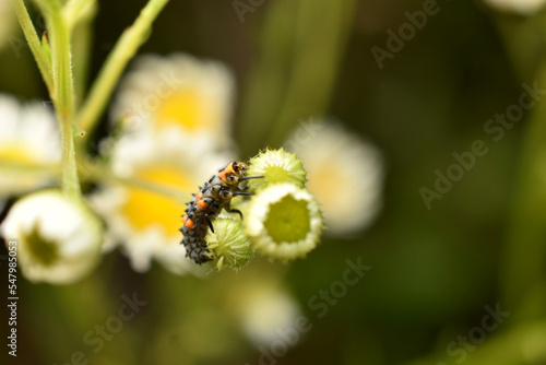 Ladybug larva, ruthless predator, insect storm.