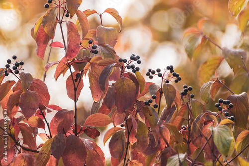Cornus sanguinea, the common dogwood shrub branches with black berries and red leaves. Autumn botany with blurred background photo