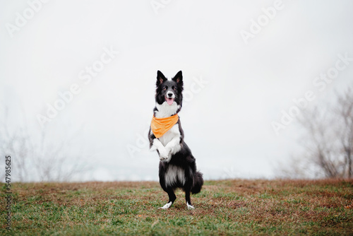 Cute Border collie dog breed on a Foggy Autumn Morning. Dog training. Fast dog outdoor. Pet in the park. © OlgaOvcharenko