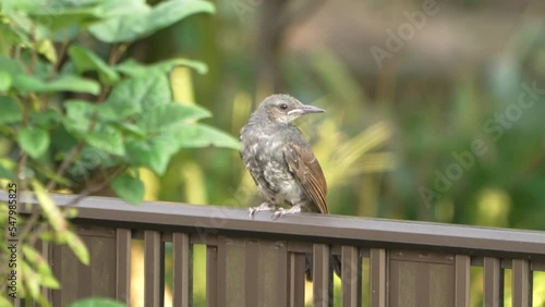 Baby brown-eared bulbul perching on the fence in a garden in an urban residential area in Tokyo, Japan photo