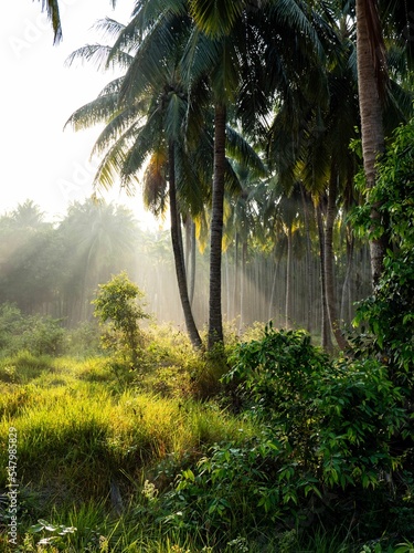 Fotografia Vertical low-angle of a sunlit coconut forest background flooded with sun rays